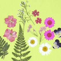 압화종합팩 누름꽃31 약15개 B-03-031