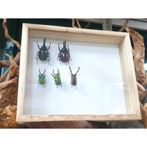 오동나무 표본상자 소 중 대 곤충 표본 상자, 사이즈 소