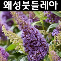 왜성붓들레아(버터플라이캔디) 리틀릴라 개화주 화분 1개