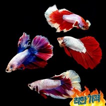 레드 팬시타입 하프문 베타(수컷)