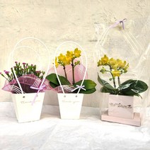 (나라아트) 카네이션 어버이날 생화 꽃배달 화분 선물, 03.선물용미니호접란(쌍대)2호