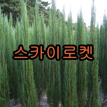 스카이로켓향나무 삽2년생 10그루 나무 묘목 로켓향나무