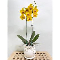 퀵 배송 교대승진난 성남꽃배달 문정승진화분 양재난배달 수서꽃배달 강남축하화분 구의축하화분 강동축하화분 개업축 사무실오픈축하난 서울승진화분 서초승진난 문정난배달 영전 개업 승진, 2.핑크, 1개