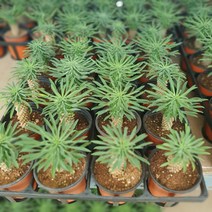 무배특가 괴마옥 소품 15~25cm 99 다육식물 다육이 선인장