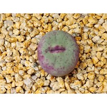 코노피튬/파가에1380-2169 아프리카농장