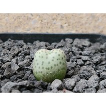 코노피튬/카라모에펜스-2648 아프리카농장