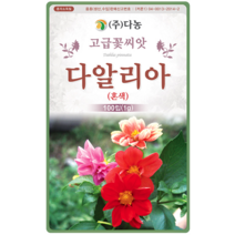 다알리아 씨앗 100립 꽃씨 예쁜꽃 파는곳 씨앗 몰 달리아 dahlia seed, 2.(주)다농-Dahlia pinnata