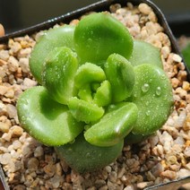 사과꽃(램덤발송)2, 1개