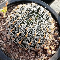 [올식스] 오디테다육식물 다육이 키우기 하월시아