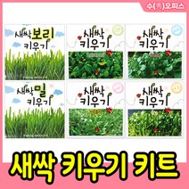 새싹키우기 키트 (낱개) 씨앗 밀 보리 다채 브로콜리 무순 청경채 채소 관찰 탐구 새싹재배기 과학교재, 새싹키우기/랜덤