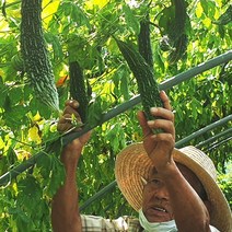 국내산 생 여주 여주열매 직접농사 산지직송 생여주 건여주, 건여주 1kg