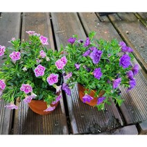 행복한꽃순이/겹밀레니엄벨(연핑크+청보라)/슈퍼벨 2종 묶음