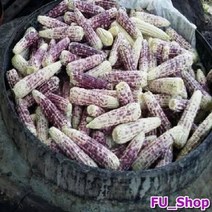 ForU672 강원도 냉동찐찰옥수수 20개 20입 4kg 통조림 간식 냉동 강냉이 옥수수, 상세페이지 참조