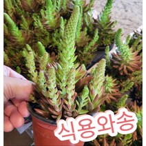 와송-기와와송 항암과 해독작용에 좋아요