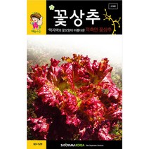 꽃 상추 씨앗 채소 종자 야채 씨 lettuce seed 3000알