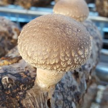 무농약 송화고버섯 특 1kg, 송화고버섯(특)1kg