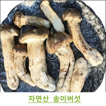 [자연산송이버섯가격] 진심좋은 자연산 냉동 송이 버섯 자연 송이버섯, 1box, 특등급 500g