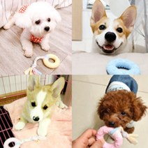 새끼강아지이갈이 고양이치발기 2개월, 노란올록