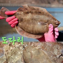 봄맞이 통영 자연산 도다리 도다리쑥국 손질도다리, 도다리(급냉)500g