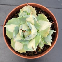 꽃다리 왕비뇌신금 60 다육식물 선인장 아이만배송