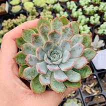 오리온 다육이 종류 다육식물 키우기