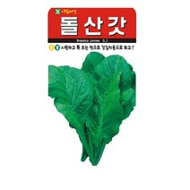 SN월드 씨앗 쌈채소 잎채소 모음, 돌산갓, 1개