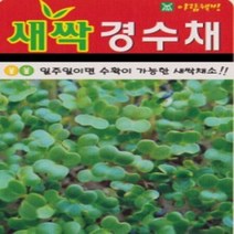 AR 새싹경수채 대포장 씨앗