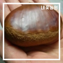 내꽃농원 밤나무 대보 접목 1년