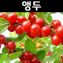 조선앵두 나무 묘목 접목1년 뿌리 특묘1개/유실수 과실수