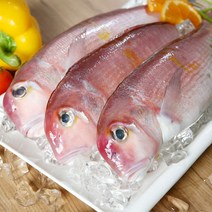 아라온 제주 옥돔 [1kg] 제주도 산지직송 생선구이 특산물 크기별 모음, 옥돔(130g X 5팩)