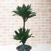 도희씨네 정원>> 공기정화 대표주자 콤펙타 2단 350″ class=”wr-img”></a></div>
</p></div>
</p></div>
</p></div>
<div class=