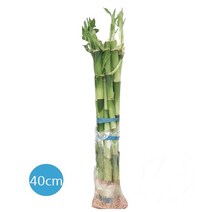 트리앤 개운죽 12cm 20cm 30cm 40c m 50cm 60m 80cm 100cm 칼라소일, 05. 개운죽 40cm(20개) 1개