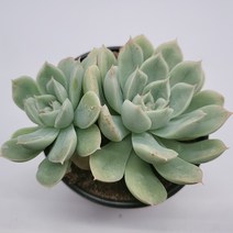 인플랜츠팜 멕시칸 스노우볼 다육 공기정화 반려식물