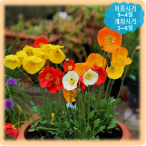 [나은식물원]96.아이슬란드 양귀비(혼합) 50립