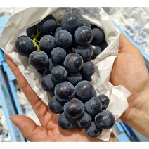 23년 첫 출하 프리미엄 고당도 캠벨포도, 1kg (2-5송이), 1개