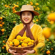 제주 고당도 인증 당도보장 농장 직송 서귀포 하우스 노지 귤 감귤 제주감귤 밀감 3KG 5kg 10KG, 3.고당도 타이벡 노지 감귤 5kg 로얄과(S-M)