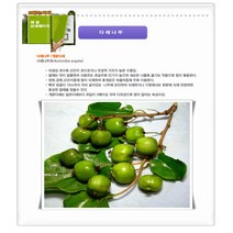 과수/유실수 다래나무/일세다래 망화분/일세다래 지주화분/슈퍼왕다래, 일세다래 지주화분