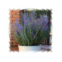 꽃씨 러시안세이지-블루스틸 10립 K247, 1개