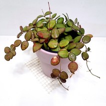 마니당 호야 집에서 키우는 천연가습기 식물 핑크화분, 단품