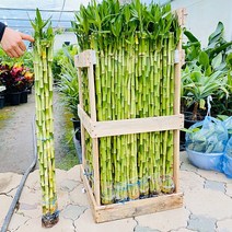 청년농부 개운죽 1m 수경식물 1세트(10주)