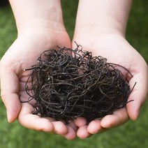 국산 거제산 말린톳 200g 건톳 건조톳 밥톳 효능, 1DLF_국산 건톳 200g