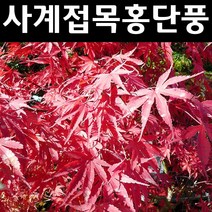 사계접목홍단풍/블러드굿 나무 묘목 접목1년 뿌리묘 1개/정원/공원/조경수