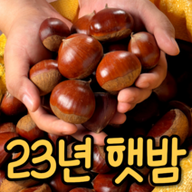 [23년햇밤] 국산 햇밤 알밤 23년수확 밤 2kg 4kg, 국산햇밤 2kg 특