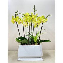 퀵 배송 양재화분배달 송파서양난 전시회축하문구 퇴임식문구 송파화분배달 서초화분배달 서초축하난 송파축하난 양재축하난 인사난문구 인사이동화분문구 퇴임식문구 승진축하문구 축하문구, 4.그린