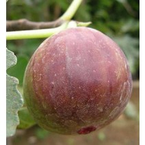 묘목 무화과(승정도후인) 7치화분(결실주) r497, 1개