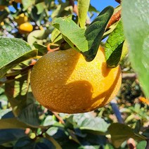 10월 딱 한달 고성 햇 태추 감 단감 배단감 아삭 태추단감 5kg 10kg 창원 진영 구례 장성 청도 상주 영광, 1개, 10kg 특 (28~33과)