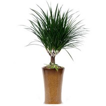 플라워피아 대형화분 개업화분 축하화분 승진 이사선물 공기정화식물 꽃배달서비스, 드라코