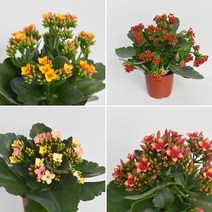 칼랑코에 카랑코에 가랑코에 식물 소형 모종 공기정화식물 생화 칼란코에 다육식물 꽃모종, 레드 1개