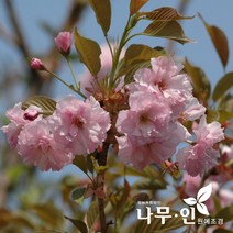 [나무인] 겹벚나무 묘목 2그루