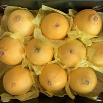 제주 산지직송 천혜향 황금향 3kg 5kg 명절 설 추석 선물세트, 1box, 중과 5kg(20과 내외)